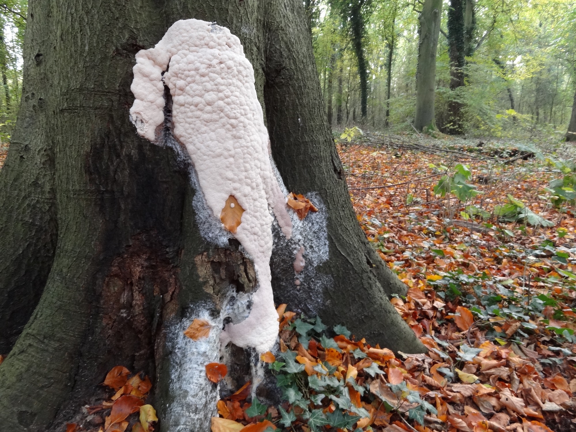 Plasmodium of anders?